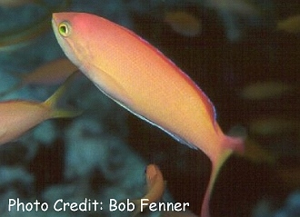  Nemanthias carberryi (Threadfin Anthias)