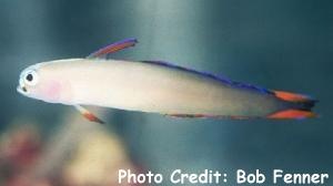 Nemateleotris decora (Purple Firefish, Elegant Firefish)