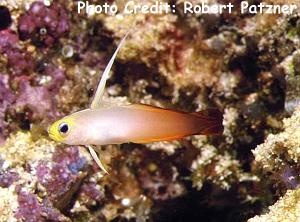  Nemateleotris magnifica (Fire Goby)