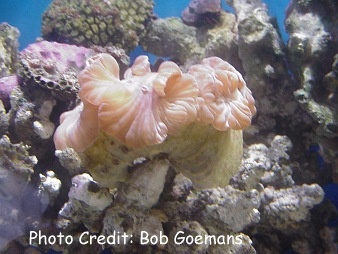 Nemenzophyllia turbida (Fox Coral, Jasmine Coral, Ridge Coral)