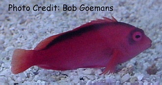  Neocirrhites armatus (Flame Hawkfish)