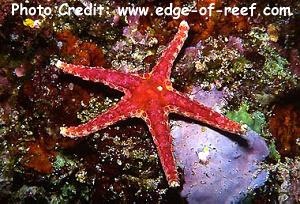  Neoferdina glyptodisca (Red Mottled Sea Star)
