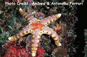  Neoferdina insolita (Livingstone’s Sea Star)