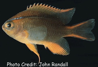  Neoglyphidodon crossi (Cross's Damselfish)