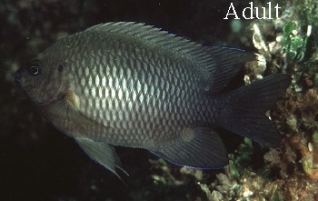  Neoglyphidodon polyacanthus (Multispine Damselfish)