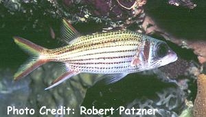  Neoniphon argenteus (Clearfin Squirrelfish)