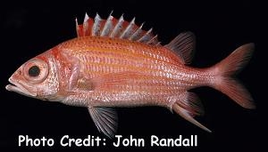  Neoniphon aurolineatus (Goldlined Squirrelfish, Yellow-striped Squirrelfish)