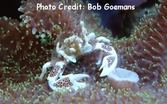  Neopetrolisthes ohshimai (Anemone Crab, Porcelain Anemone Crab)
