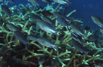  Neopomacentrus anabatoides (Silver Demoiselle)