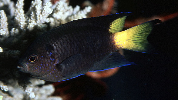  Neopomacentrus violascens (Violet Demoiselle)