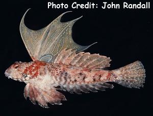  Neosynchiropus ijimai (Japanese Dragonet)