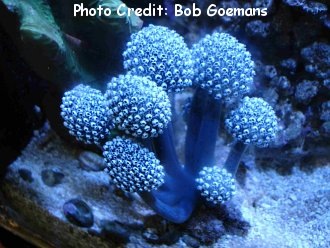  Nephtheis fascicularis (Pom-Pom Tunicate, Lollipop Tunicate)