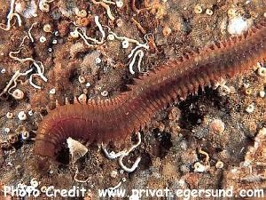  Nereis pelagica (Nereis Worm)