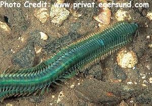  Nereis virens (Nereis Worm)