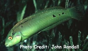  Novaculichthys macrolepidotus (Seagrass Wrasse)