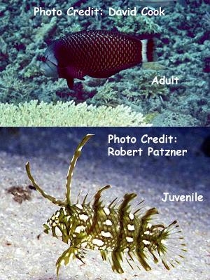  Novaculichthys taeniourus (Rockmover Wrasse, Dragon Wrasse)