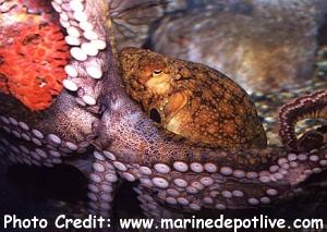  Octopus bimaculatus (Two Spotted Octopus)