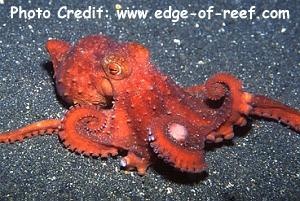  Callistoctopus luteus (Starry Octopus)