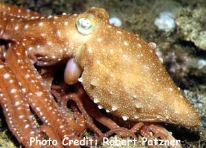  Callistoctopus macropus (White Spotted Octopus)