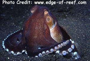  Ampgioctopus marginatus (Veined Octopus)