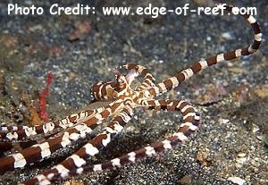  Wunderpus photogenicus (Wonderpus Octopus )