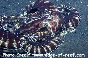  Thaumoctopus mimicus (Mimic Octopus)