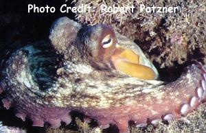  Octopus vulgaris (Common Octopus)