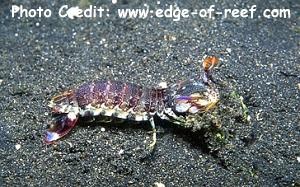  Odontodactylus latirostris (Poorman Peacock Mantis Shrimp, Pink Tail Mantis Shrimp)