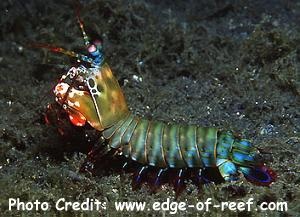  Odontodactylus scyallarus (Peacock Mantis Shrimp)