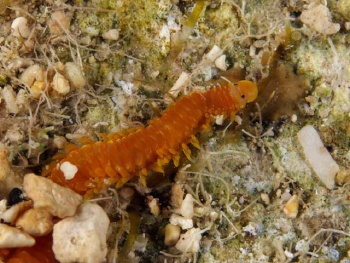  Oenone fulgida (Clam Worm)