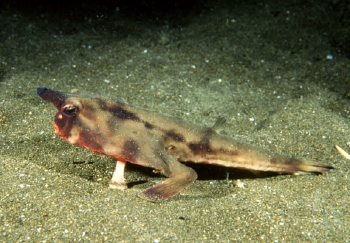  Ogcocephalus darwini (Galapagos Batfish)