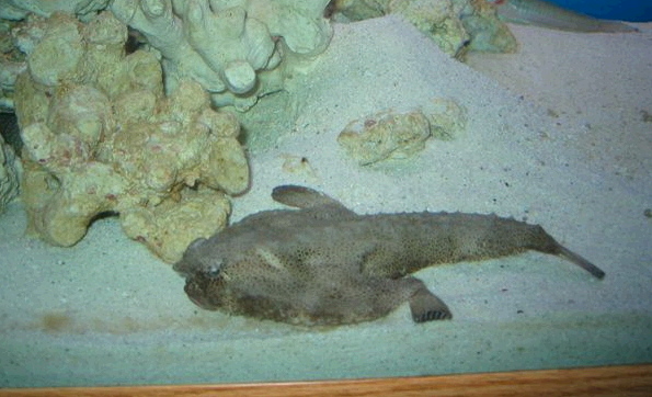  Ogcocephalus nasutus (Shortnose Batfish)