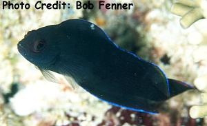  Ogilbyina novaehollandiae (Australian Dottyback, Multicolored Dottyback)