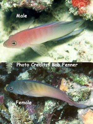  Ogilbyina queenslandiae (Queensland Dottyback)