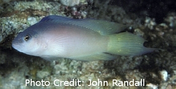  Oxycercichthys veliferus (Sailfin Dottyback)