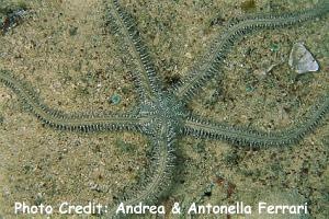  Ophiarachna affinis (Spider Brittle Star)