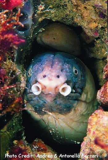  Ophichthus cephalozona (Dark-shouldered Snake Eel)