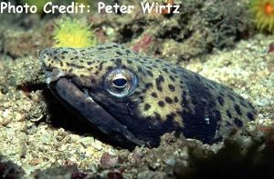  Ophichthus ophis (Spotted Snake Eel)