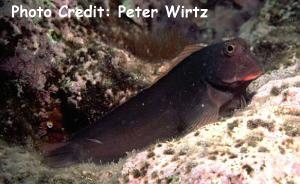  Ophioblennius atlanticus (Atlantic Red-lip Blenny)