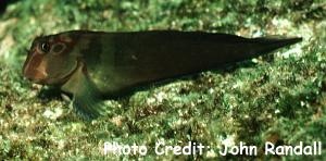  Ophioblennius steindachneri (Large Banded Blenny)