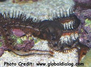  Ophiocoma scolopendrina (Millipede Brittle Star)