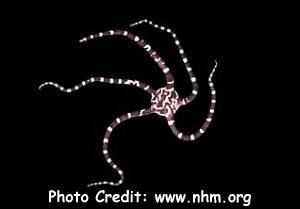  Ophioderma appressum (Banded Brittle Star, Harlequin Brittle Star)