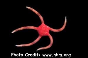  Ophioderma phoenium (Heart Brittle Star)
