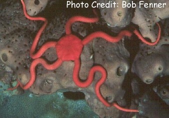  Ophioderma rubicunda (Ruby Brittle Star)