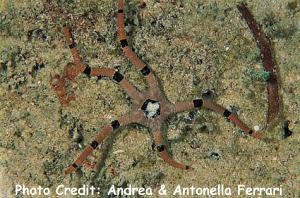  Ophiolepis superba (Superb Brittle Star, Painted Serpent Starfish)