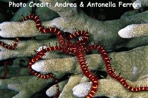  Ophiomastix variabilis (Elegant Brittle Star, Vibrant Brittle Star)