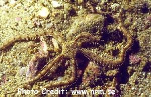  Ophionereis porrecta (Long Arm Brittle Star)