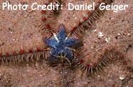  Ophiothrix fragilis (Blue-Star Brittle Star)