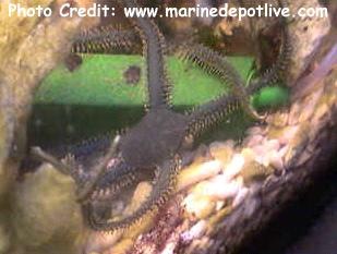  Ophiothrix purpurea (Purple Brittle Star)