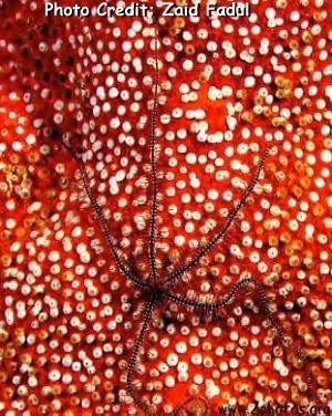  Ophiothrix suensoni (Sponge Brittle Star)